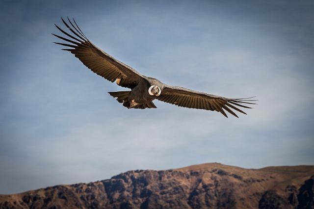 14 Colca Canyon, condor.jpg